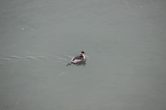 Podiceps nigricollis