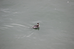 Podiceps nigricollis