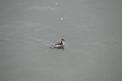 Podiceps nigricollis
