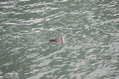 Gavia stellata