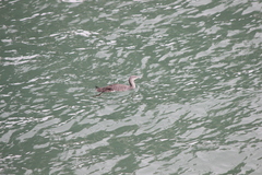 Gavia stellata