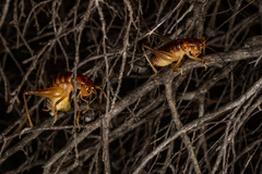 Hemiandrus pallitarsis