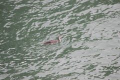 Gavia stellata