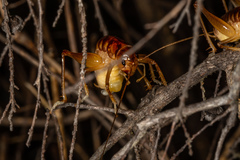 Hemiandrus pallitarsis