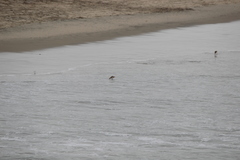 Limosa fedoa