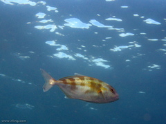 Seriola hippos