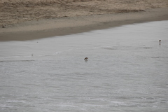 Limosa fedoa