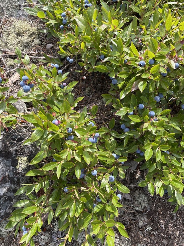 Vaccinium angustifolium, Killarney, ON, CA