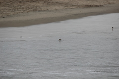 Limosa fedoa