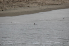 Limosa fedoa