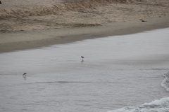 Limosa fedoa