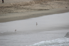 Limosa fedoa
