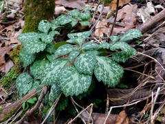 Pachysandra procumbens