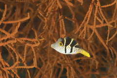 Paraluteres prionurus