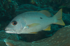 Lutjanus monostigma