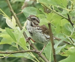 Melospiza melodia image