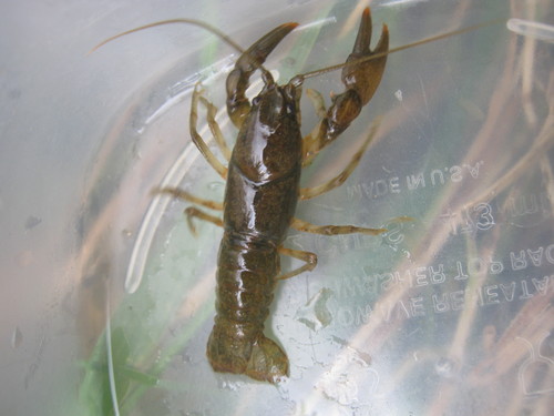 Eastern Crayfish, photo 7 of 8