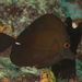 Brown Tang - Photo (c) Mark Rosenstein, some rights reserved (CC BY-NC-SA)