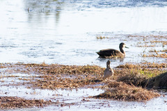 Gallinago hardwickii