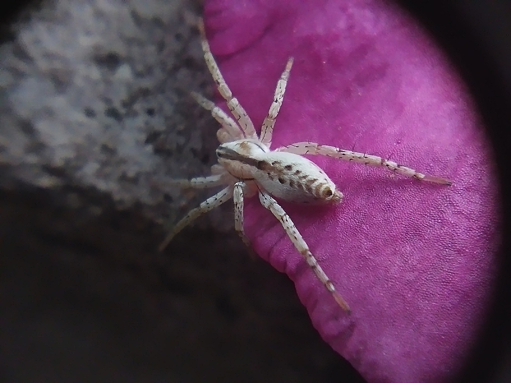 Arachosia praesignis