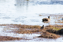 Gallinago hardwickii