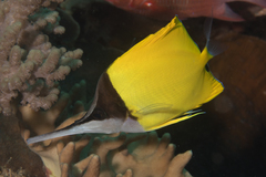 Forcipiger longirostris