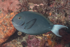 Acanthurus thompsoni