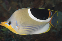 Saddled Butterflyfish photo 4