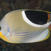 Butterflyfishes - Photo (c) Mark Rosenstein, some rights reserved (CC BY-NC), uploaded by Mark Rosenstein