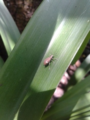 Mimographus