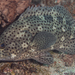 Coral Grouper - Photo (c) Mark Rosenstein, some rights reserved (CC BY-NC), uploaded by Mark Rosenstein