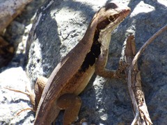 Leiocephalus macropus