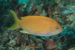 Pseudanthias pleurotaenia