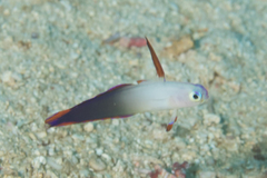 Nemateleotris decora