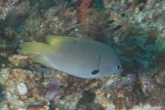 Pomacentrus nigromarginatus