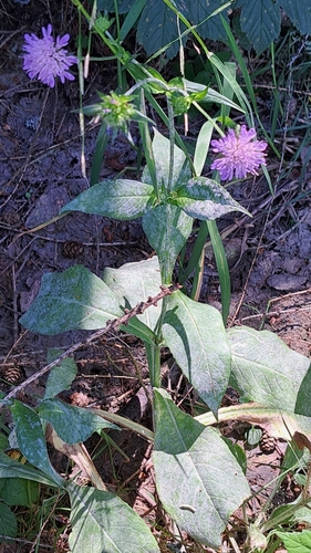 Knautia dipsacifolia (Knautia dipsacifolia)