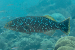 Plectropomus areolatus