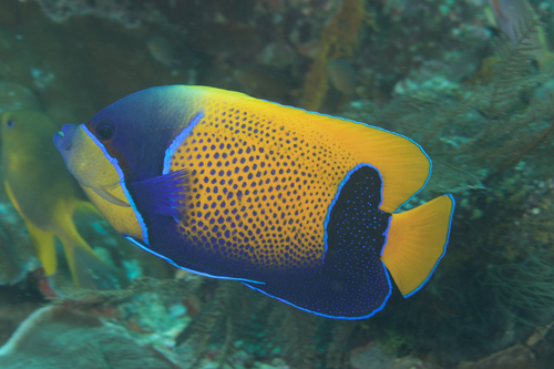 Angelfish (Pomacanthus navarchus) — Pomacanthidae — 2