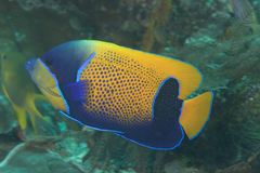 Pomacanthus navarchus