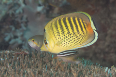 Chaetodon punctatofasciatus