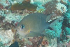 Pycnochromis amboinensis