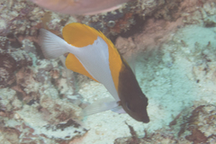 Hemitaurichthys polylepis