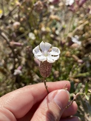 Silene uniflora image