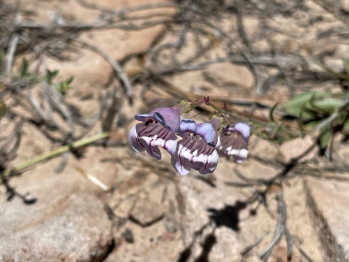 Navajo Mountain Beardtongue (Penstemon navajoa)