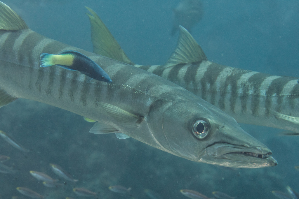 Foto de Barracuda jello (Sphyraena jello)