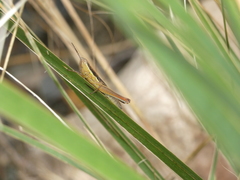 Bermius odontocercus