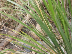 Bermius odontocercus