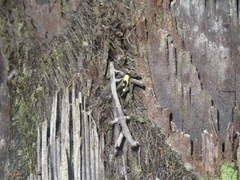 Opogona comptella