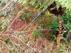 Sphagnum magellanicum