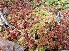 Sphagnum magellanicum